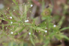 Hedyotis corymbosa